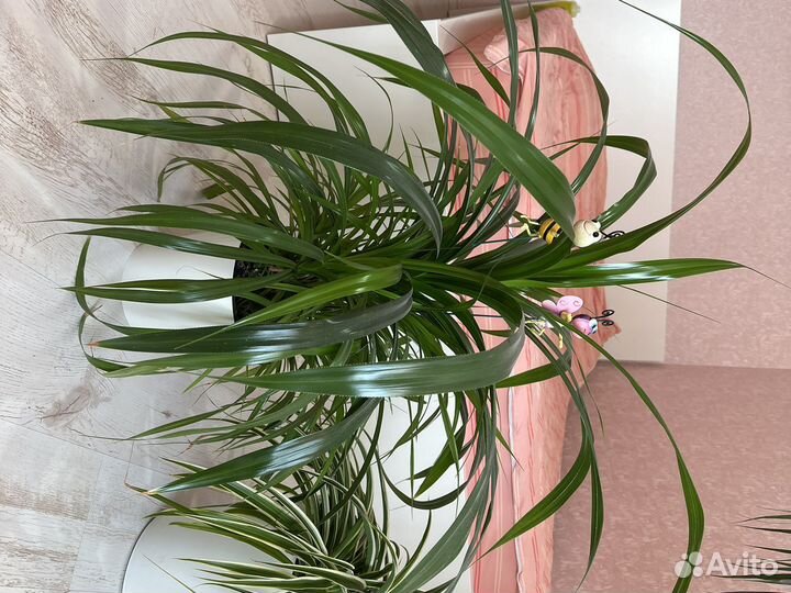 Разные цветы