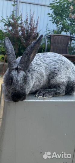 Кролики полтавское серебро