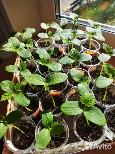 Рассада огурцов