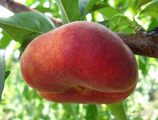 Саженцы персика Свит Ринг
