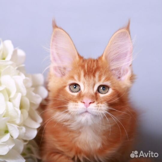 Мейн-кун девочка