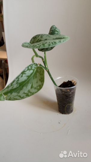 Сциндапсус пиктус, филодендроны и монстера манки