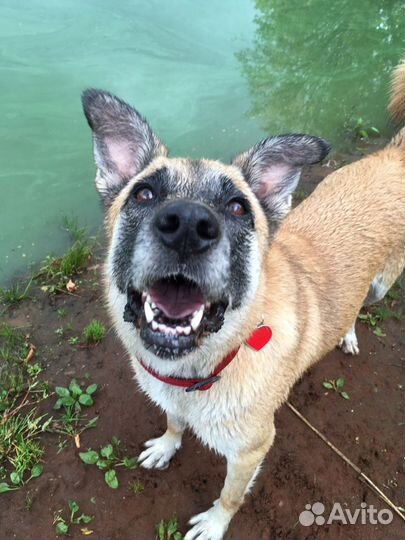 Златерья ищет дом и своего человека