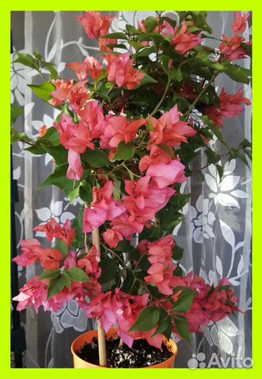 Новинка Бугенвиллия Chilli Red
