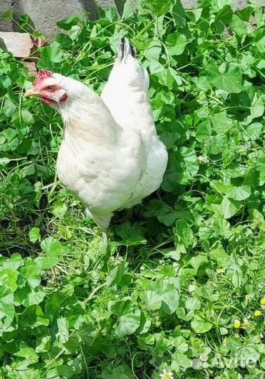 Куры несушки Легорн белая