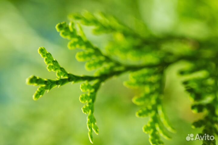 Туя Брабант 100-200 см