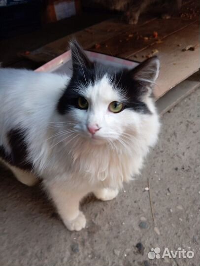 Котик подросток