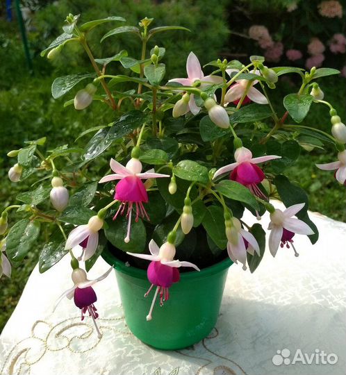 Фуксия,фуксии