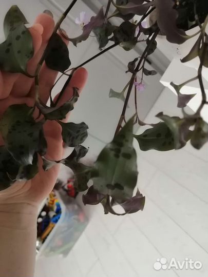 Срез традесканция тинантия прингел