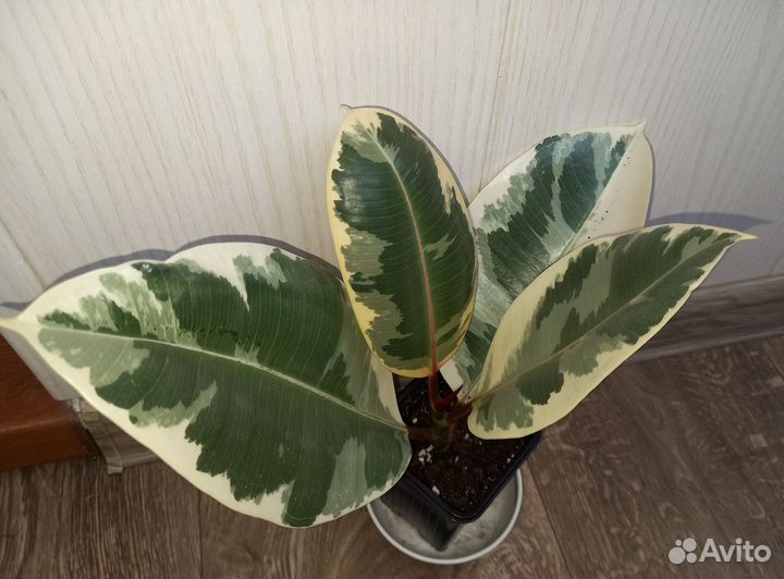 Фикус эластика Тинеке