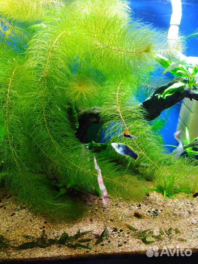 Аквариумные растения