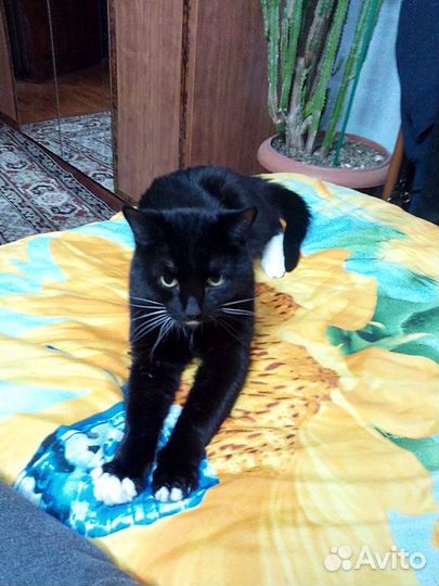 Кот для вязки
