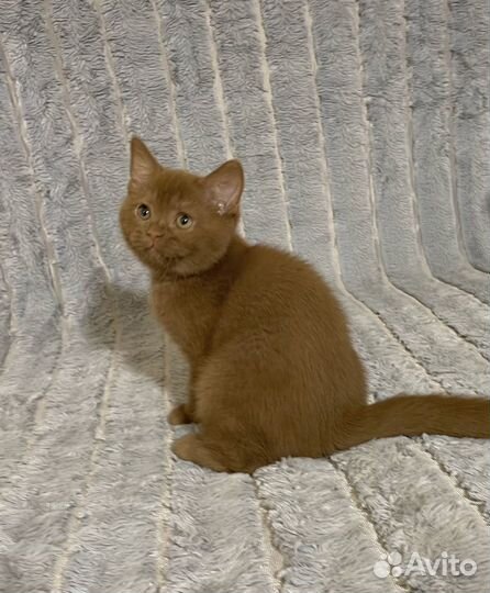 Циннамон. Британский мальчик