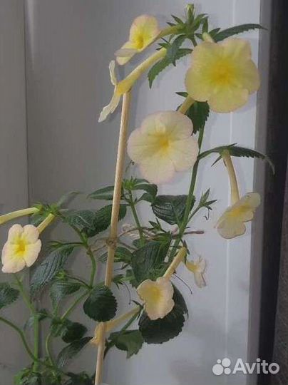 Ахименес Sabrina