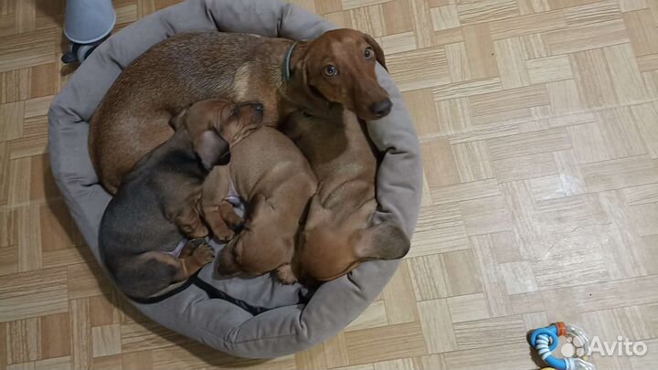 Щенок карликовой таксы