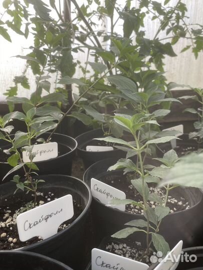 Гортензия Скайфолл