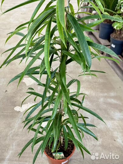 Фикус бенедикта али, d21 см, h 125 (биннедика)