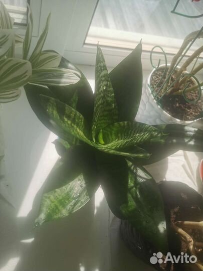 Сансевиерия