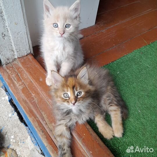 Котёнок Персик Мейн-кун