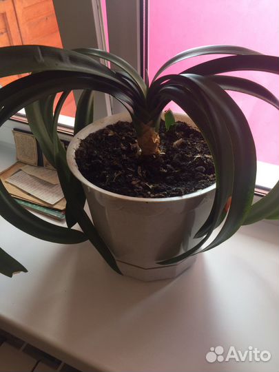 Комнатные растения цветы