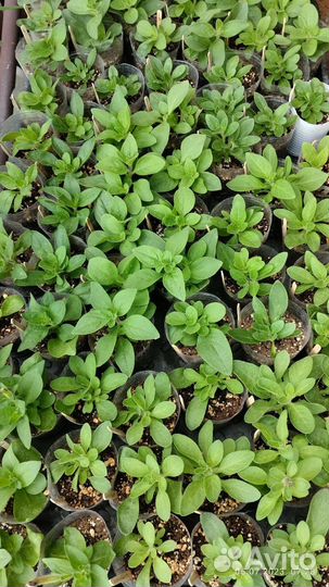 Петуния вегетативная круглый год