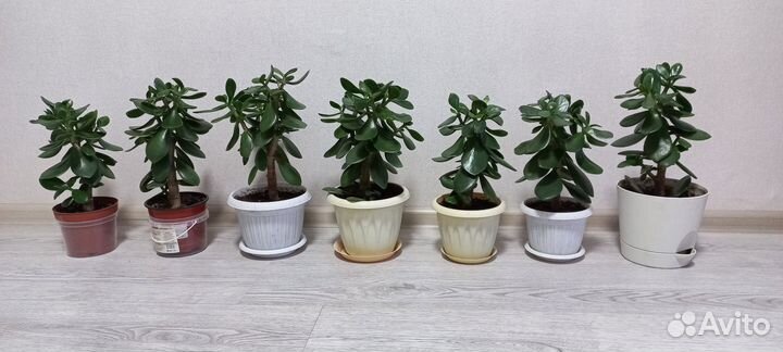 Толстянка - денежное дерево