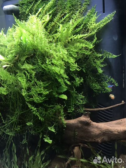 Мох для аквариума