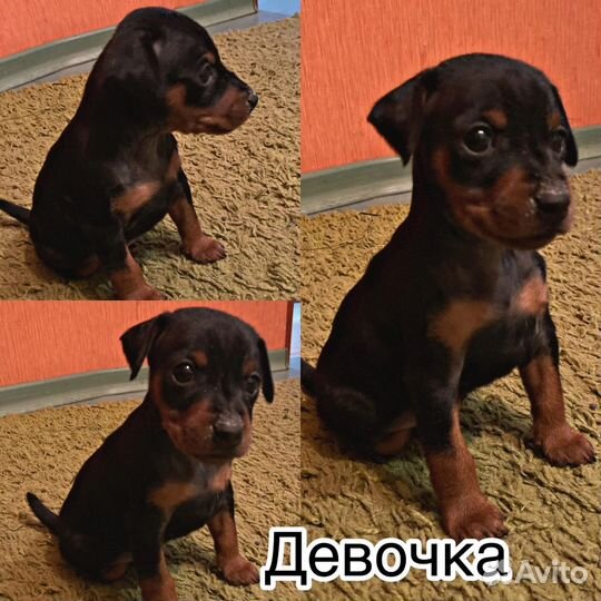 Цвергпинчер