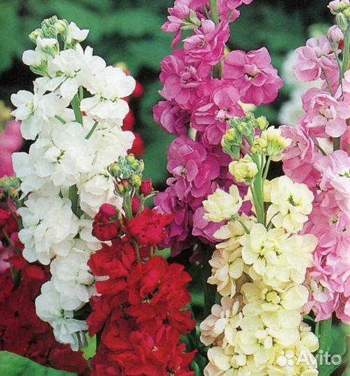 Левкой рассада