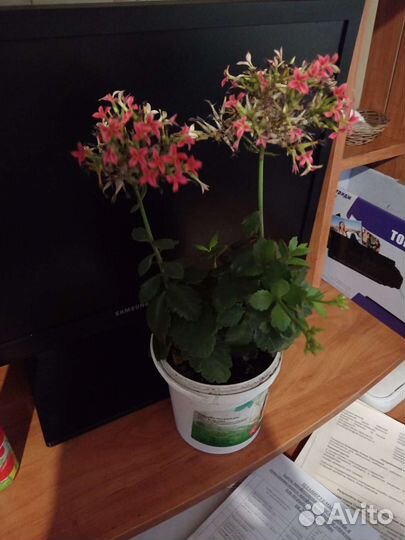 Спатифиллум малый и высокий 60см