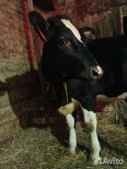 Чистопородная голштинская телочка