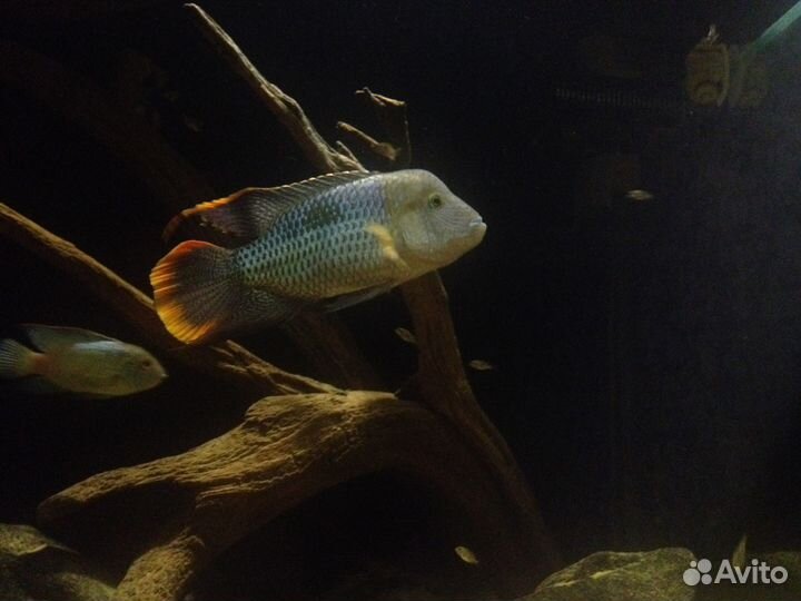 Аквариумная система 1000л