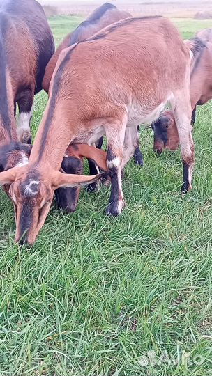 Коза молодая