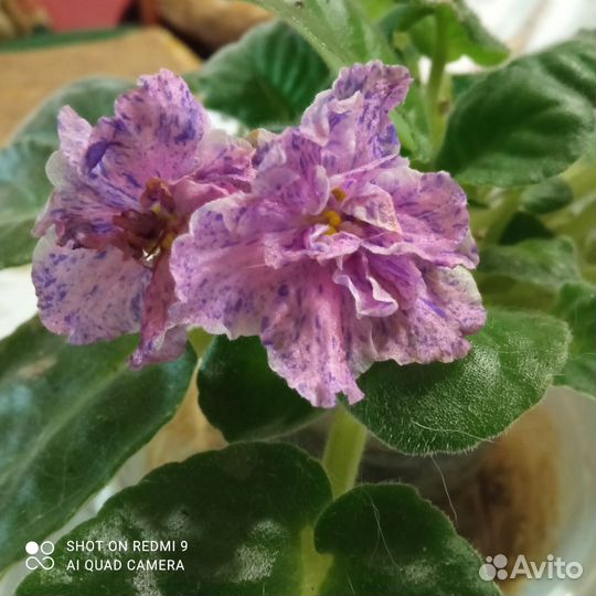 Фиалка детки