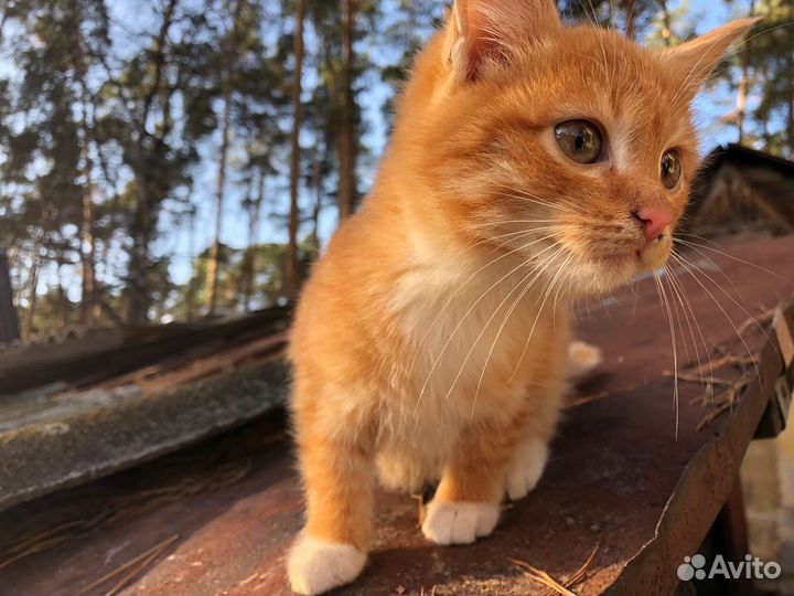 Котик Рыжик