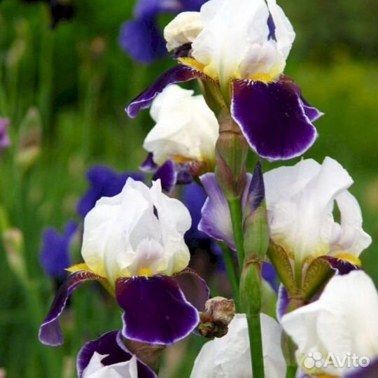 Ирисы Вабаш