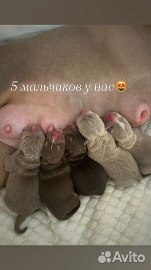 Щенки Американского булли, тип покет