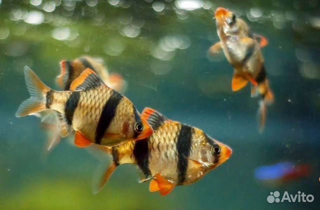 Барбусы в ассортименте аквариумные рыбки