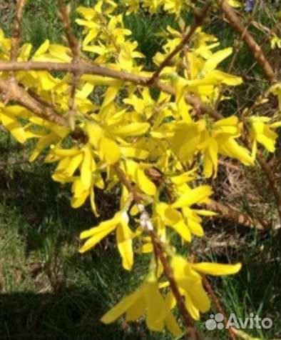 Форзиция саженцы