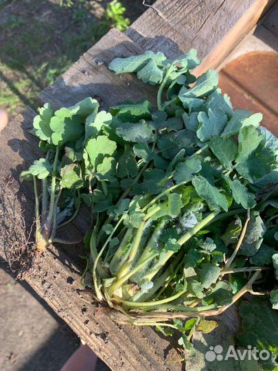 Смола кедра-живица. Уникальное природное средство