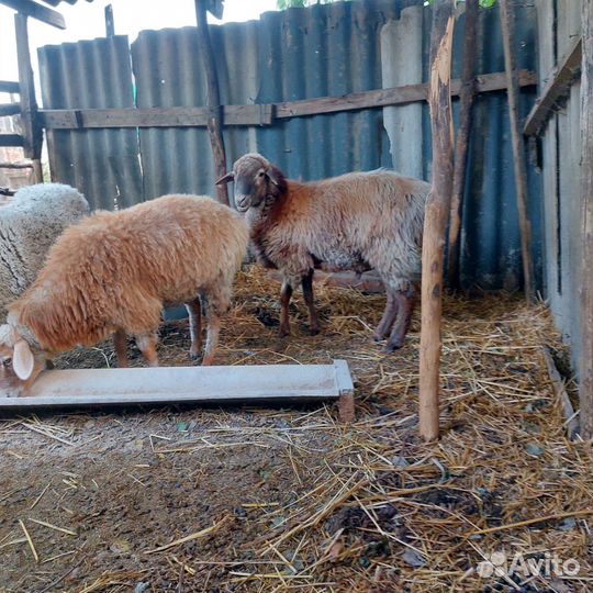 Продаются барашки