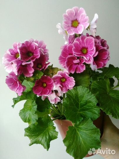 Примула домашняя обконика