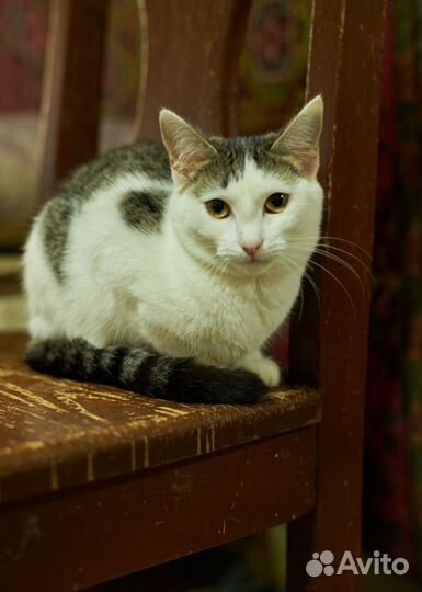 Барбариска