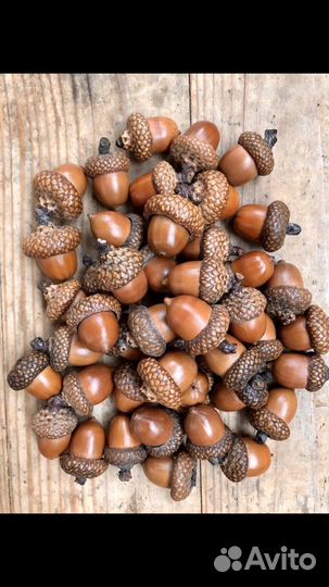 Жёлуди красного дуба