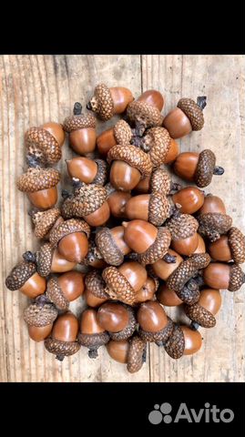 Жёлуди красного дуба