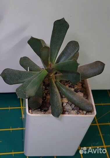 Адромискус