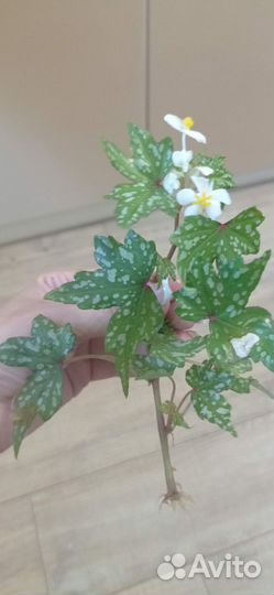 Бегония каудексная