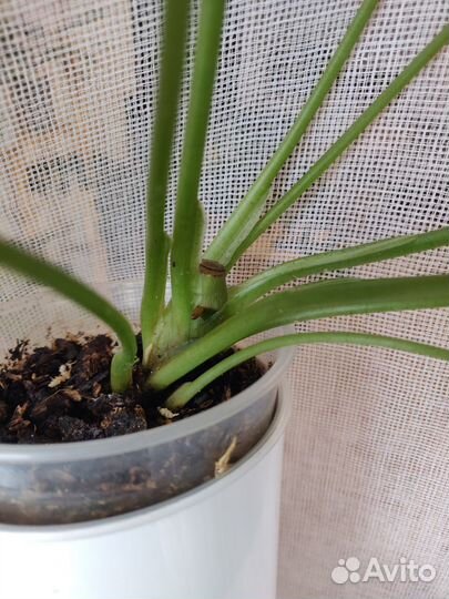 Сингониум Австралия, Конфетти триколор