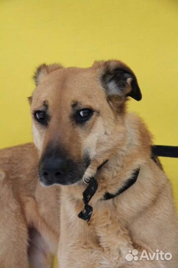 Приютская собака в дар