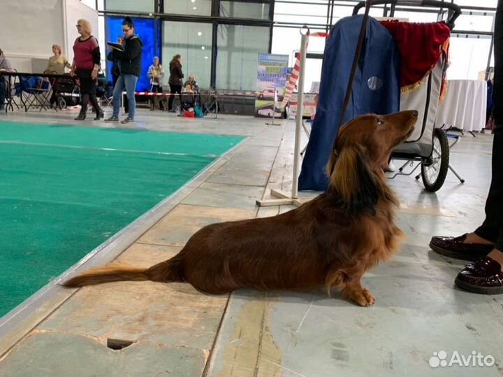 Длинношерстная такса-вязка